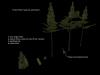 forest_pack_made_by_janneman