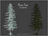 pinetree_moroes