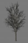 thumb_branches
